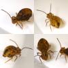 Dicyrtomina ornata